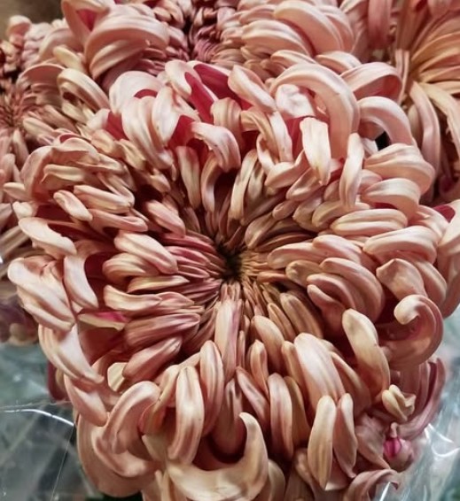 Uniflor Hol. Vienna copper 125gr 80cm