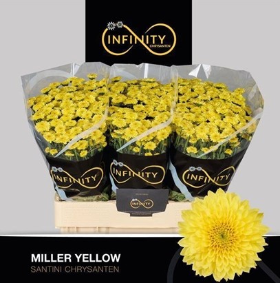 Santini Miller Yellow 1100gr "T25"