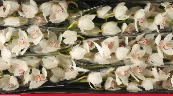 Cymbidium Calypso 80cm