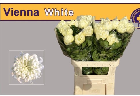 Uniflor Hol. Vienna White 130gr 80cm