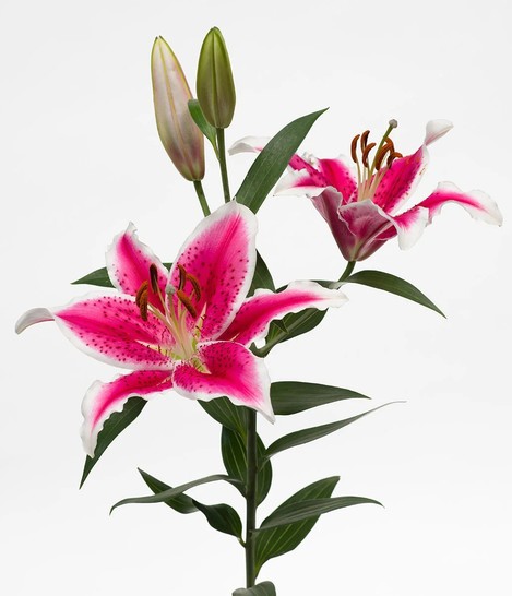 Oriental Hol. Rs. Starfighter 70cm 3/4 fl.