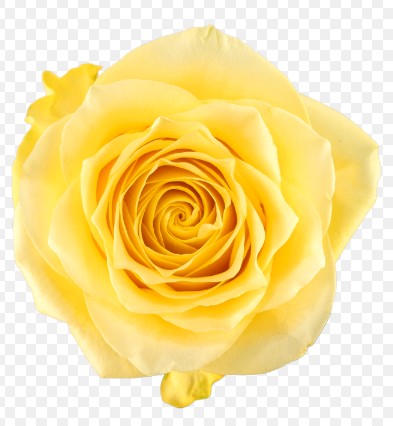Rosa Ecu. Rise And Shine 40cm Am