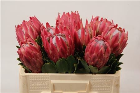 Protea Cynaroides Red Rex 40cm