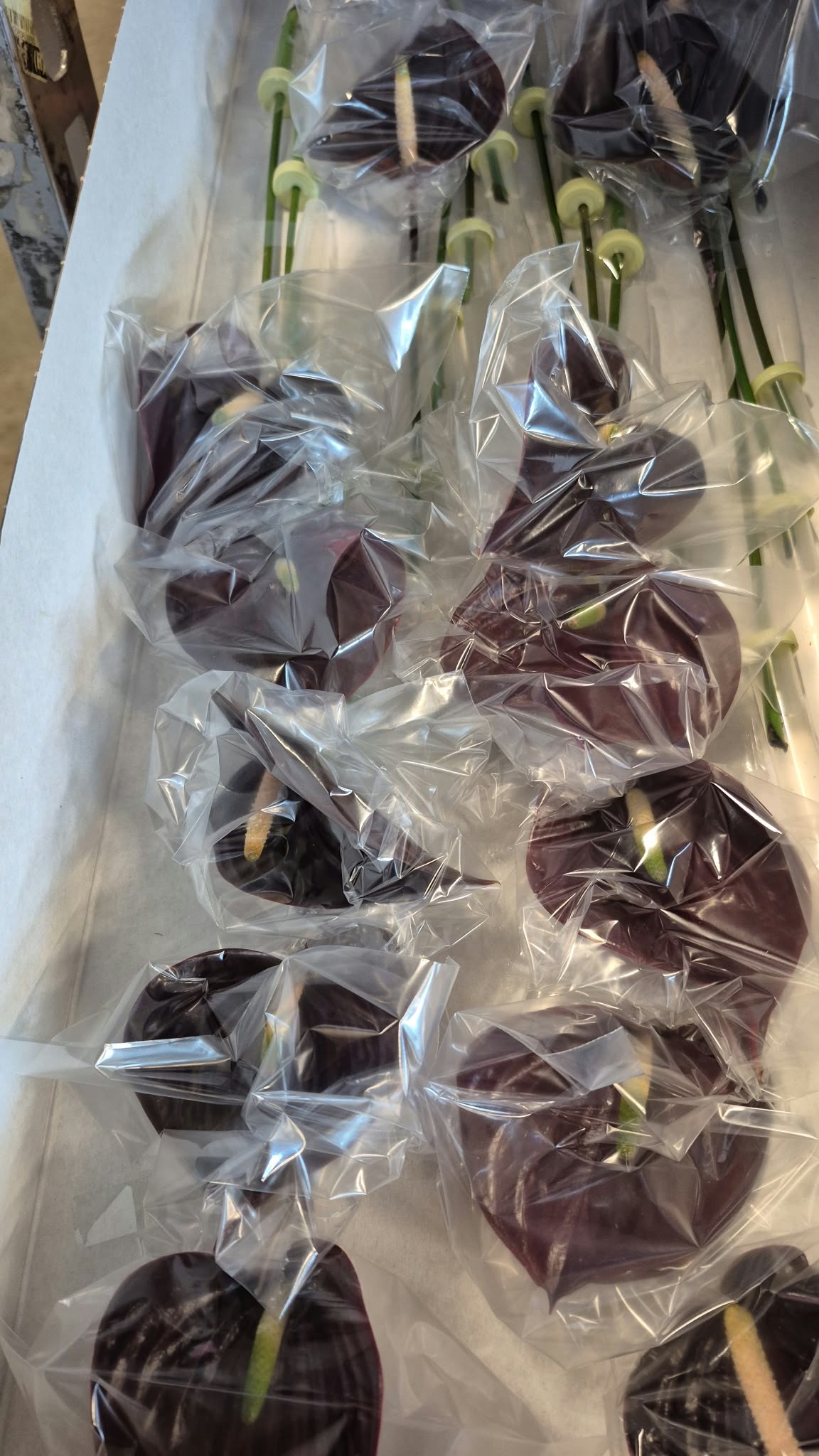 Anthurium Hol. Ov. Bruing �9  "CC20"