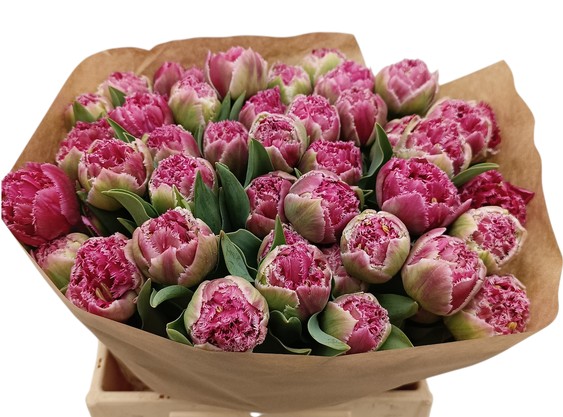 Tulipan Hol. Doble Polder 40cm Bic.