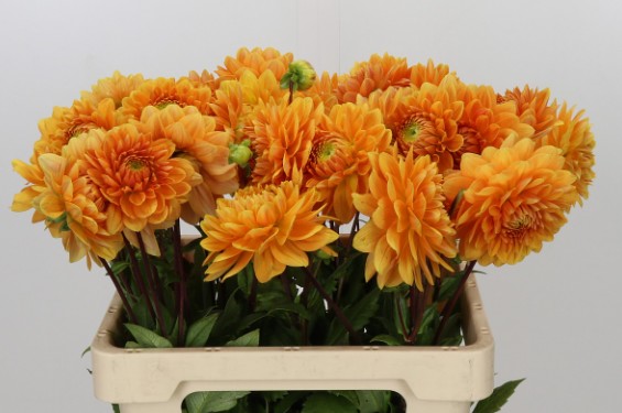 Dalia Hol. Dec Renat Tosio 55cm Nj. "CC40"