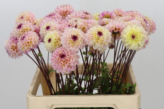 Dalia Hol. Wine Eyed Jill 60cm "CC40"