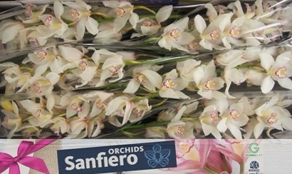 Cymbidium San Everest 60cm Bl.