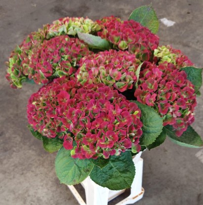 Hortensia Hol. Amethyst Classic 60cm �15/17 Bic.
