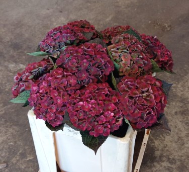 Hortensia Hol. Charlottte Classic 50cm �16/18 Bic.