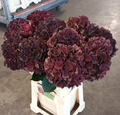 Hortensia Hol. D. Ruby Classic 60cm �15/17
