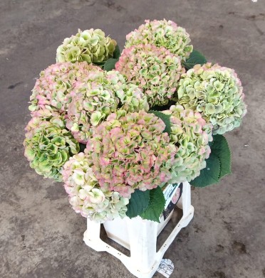Hortensia Hol. My Heaven Clasic 60cm �18/20cm