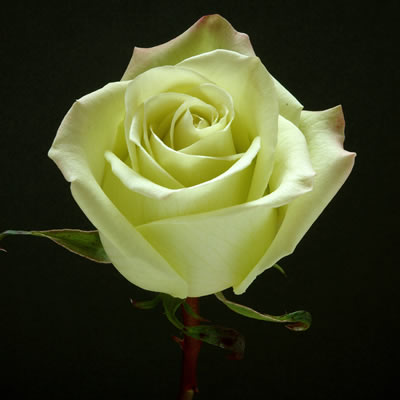 Rosa Ecu. Jade 50cm