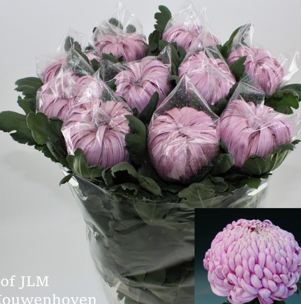 Uniflor Hol. Vienna Pink 130gr.