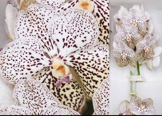 Vanda Confetti "CC2"