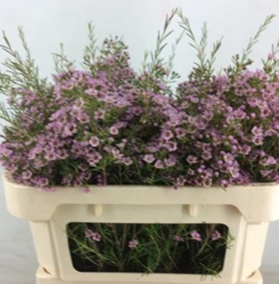 Flor Cera Hol. Sexy pop 50cm 30gr Rs. "T25"