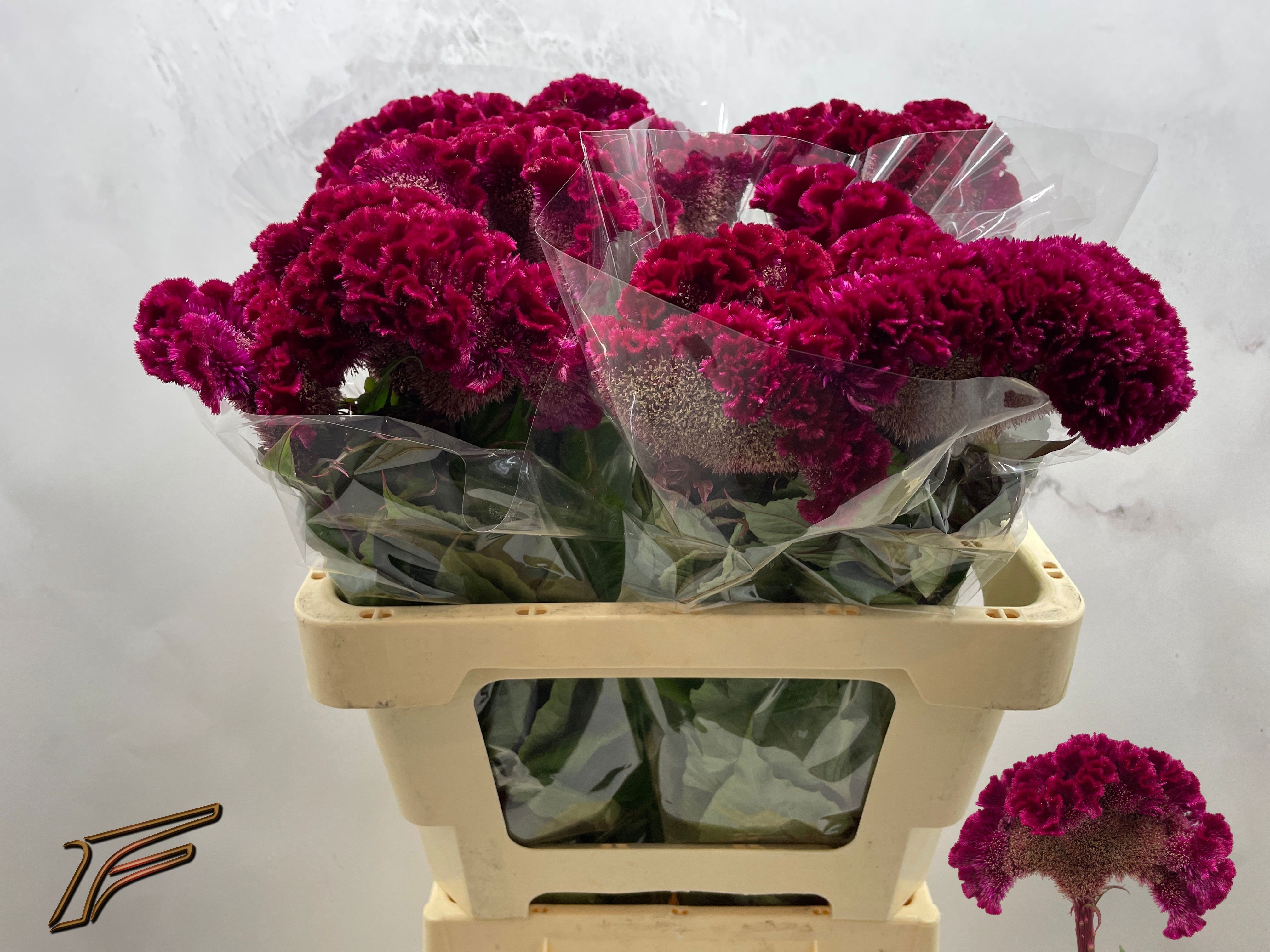 Celosia Cresta Red King 55cm