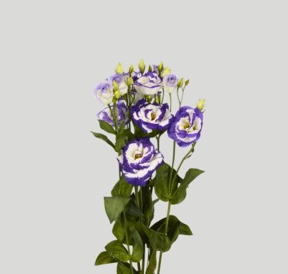 Lisiantus Hol. Rosi Blue Picotte 70cm 55gr "A2"