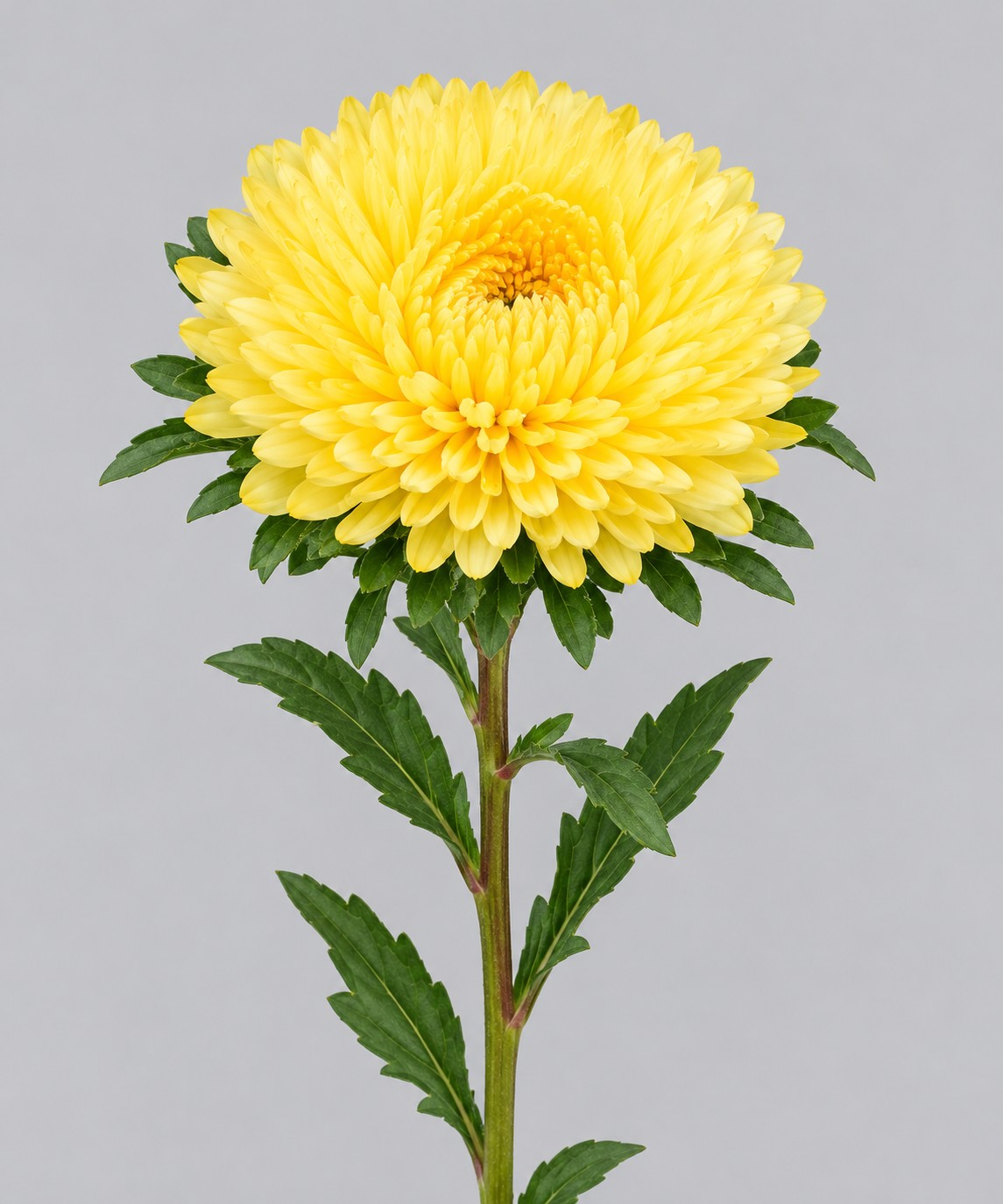 Calistepus Italia Yellow 70cm "T20"