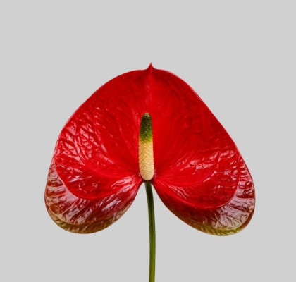 Anthurium Hol. Red Amor �10  "CC16" "ASP"