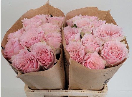 Rosa Hol. Country Peonia 50cm