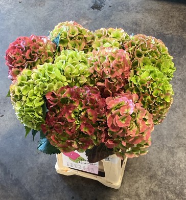 Hortensia Hol. Roy Grande Classic 60cm �19/21