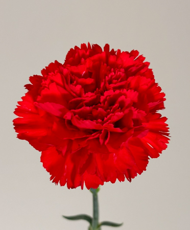 Clavel Nac. 60cm Rojo