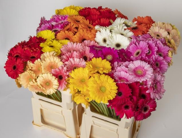 Gerbera Hol. Mixta x10