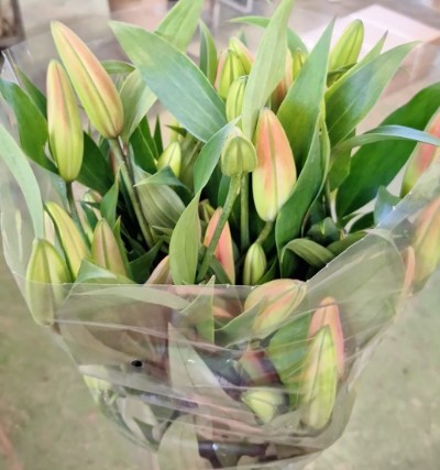 Oriental  Nac. Rosa 85cm 3/4 fl.