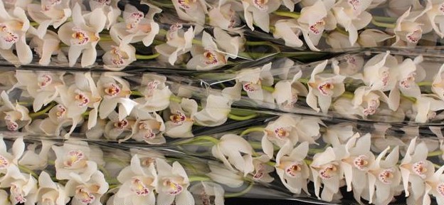 Cymbidium x6 Cascade 80cm Blanca