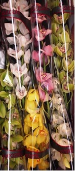 Cymbidium Mixta 80cm Special