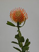 Protea Nutans Naranja Soleil 50cm