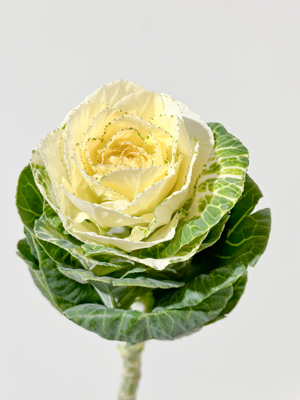 Brassica Nac. Blanca