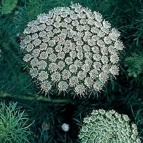 Ammis Nacional 90cm Paq.