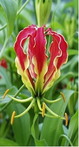 Gloriosa Bolsa Roja corta x5