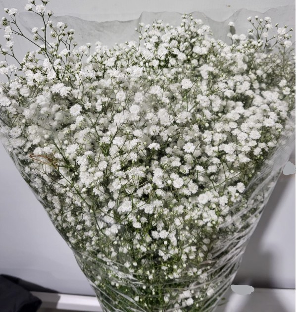 Paniculata White Cosmic 750gr "T25"