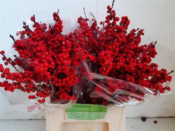 ILEX Verticillata 45cm