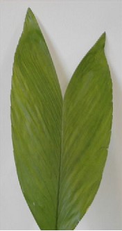 Hoja Cocos "conejo"