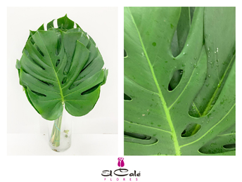 Philodendro Monstera Nac. Mediano 50/60cm 23/27