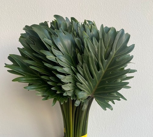 Philodendro Xanadu 45cm