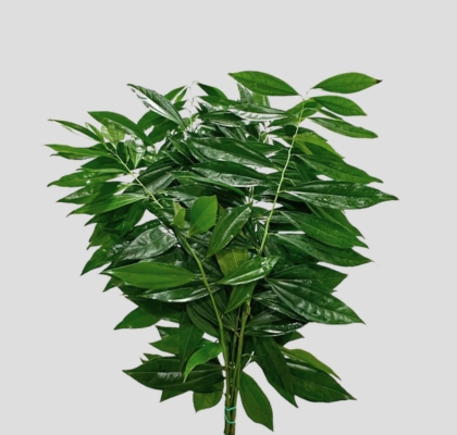 Coculus 60cm