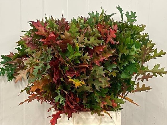 Roble Hol. Palustra natural 80cm x20