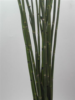 Equisetum Snakegras