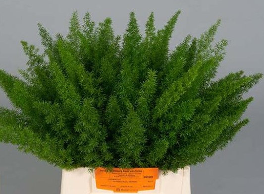 Meyeri 40cm "T50"