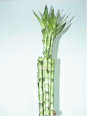 Bamboo Recto 40cm