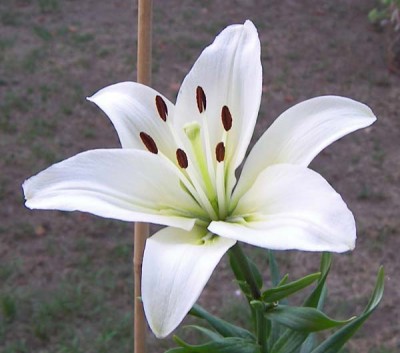 Lilium LA. "Doble Flor" Blanco 80cm 3/4 fl.