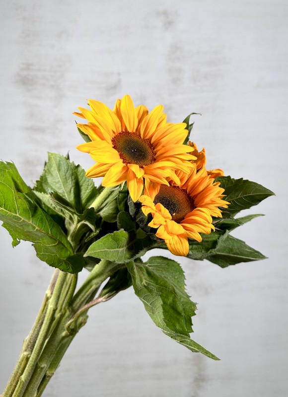 Girasol Nac. C.N. 80cm