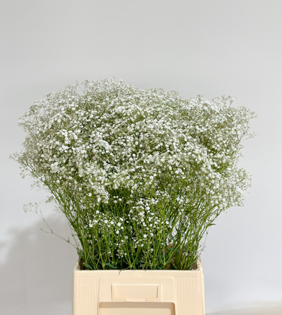 Paniculata Nac. Perfecta 1100gr "T25"