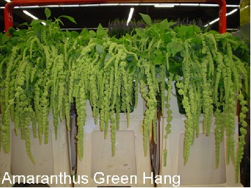 Amaranthus Hol. Groen 60cm Vd