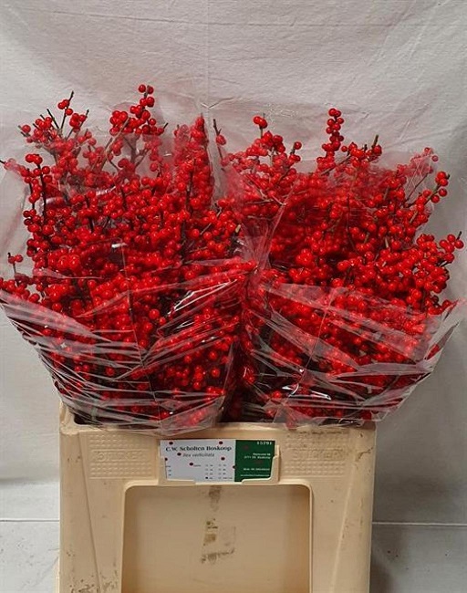 Ilex Verticillata 60cm
